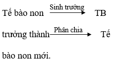 Ảnh đính kèm