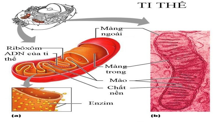 Ảnh đính kèm